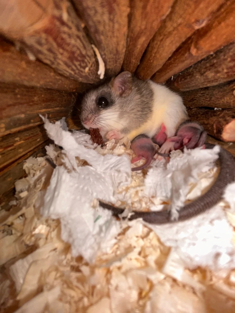 Rajmund által feltöltött kép