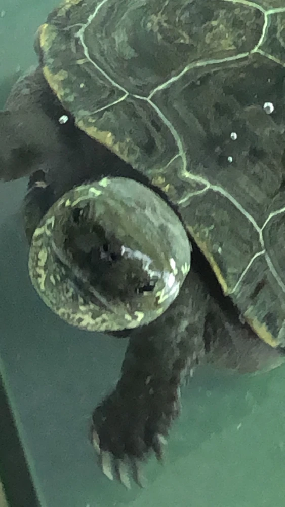 GIF uploaded by 𓂀 𝒦𝑜𝓇𝓇 𓂀