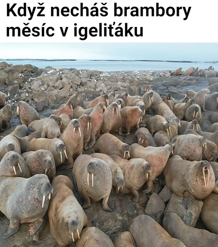 Obrázek nahrál Irónia
