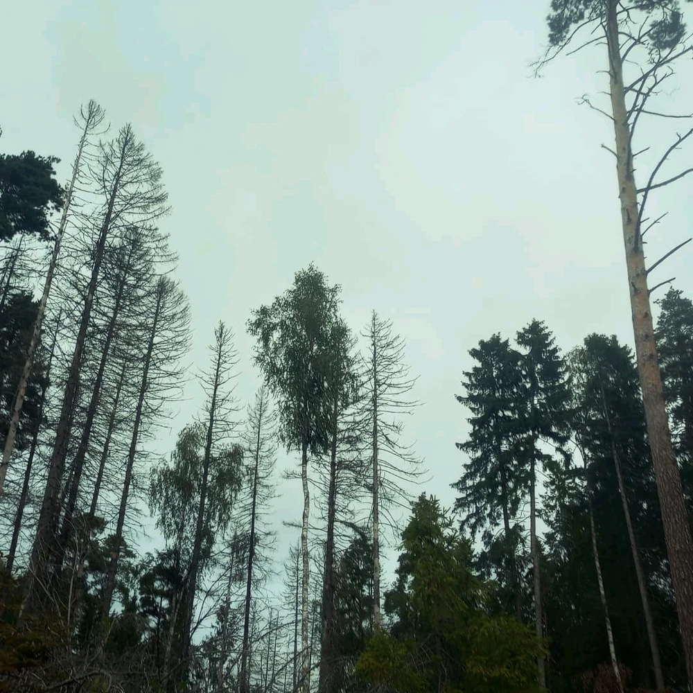 Bild eropgeluede vum Ritik