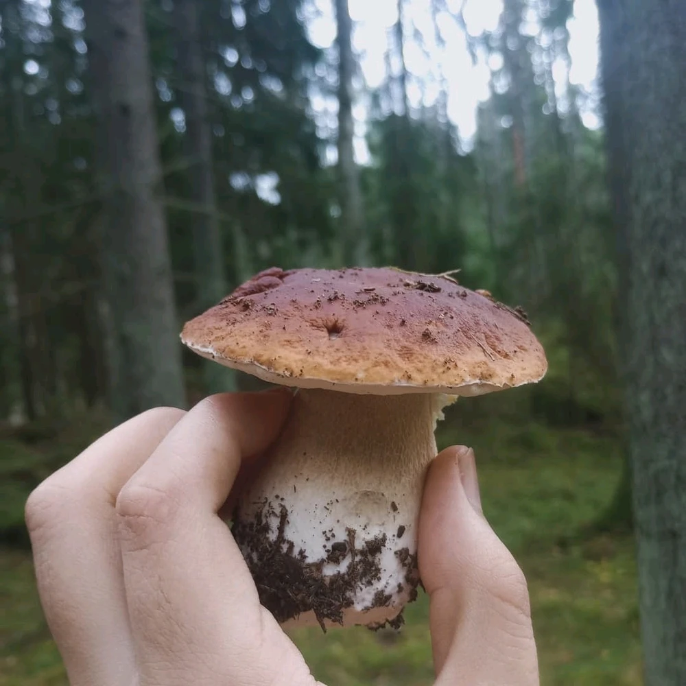 Bild eropgeluede vum Ritik