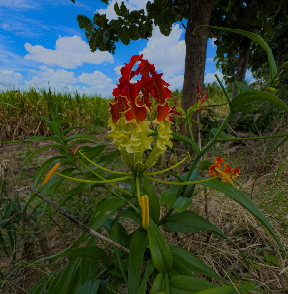 GIF uploaded by BHARATH