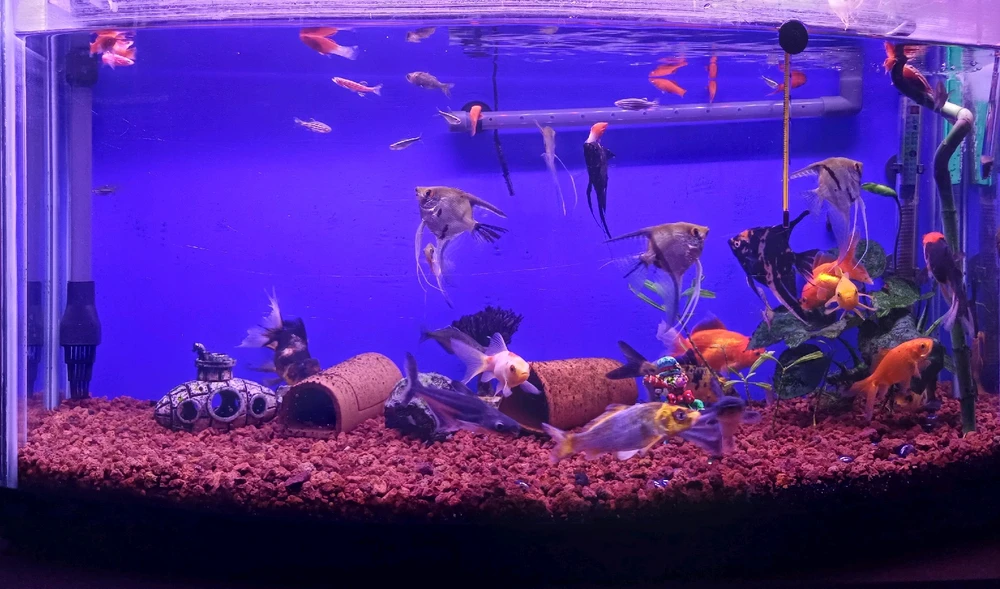 Yusuf tarafından yüklenen GIF