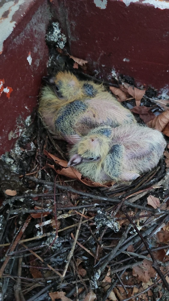 Гіфку завантажив Богдан