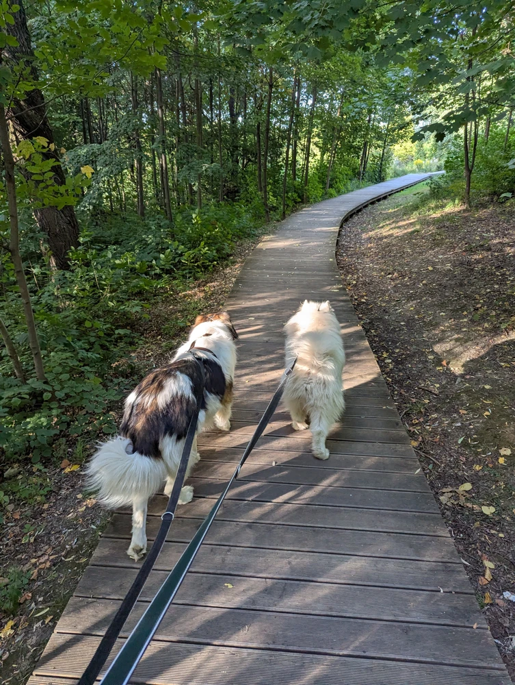 Z pluszakami ścieżką przez las ;p