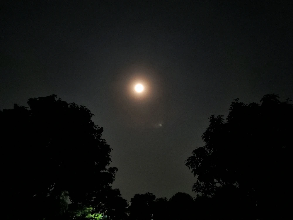 my companion for tonight's walk