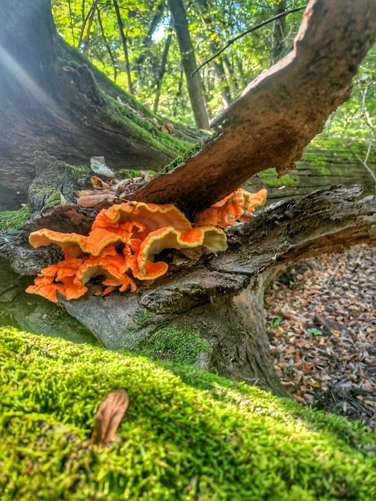 Fotku nahral/-a Lukáš