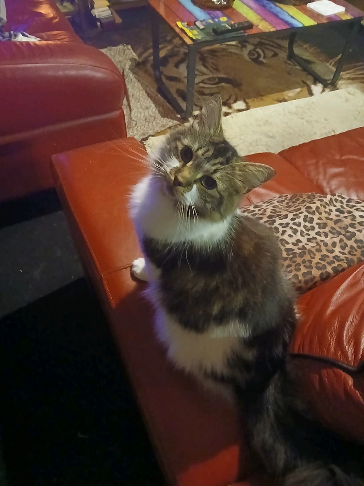GIF uploaded by Wolfy