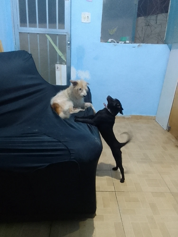 Imagem enviada por Elaine Cristina