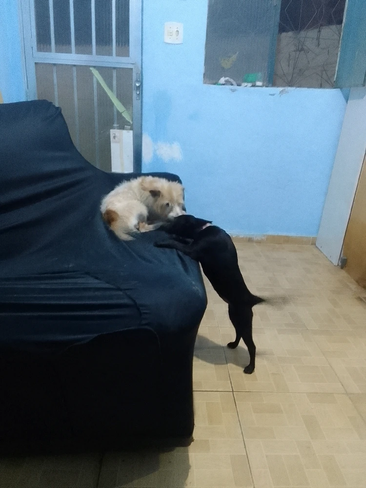 Imagem enviada por Elaine Cristina