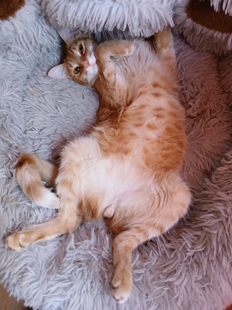 I-upload ni Cat-a-strophe ang larawan