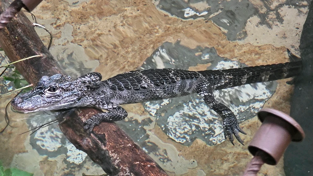 Image uploaded by Josh