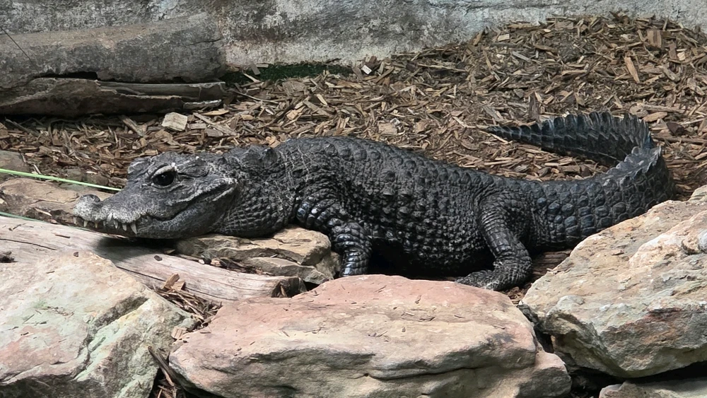 Image uploaded by Josh