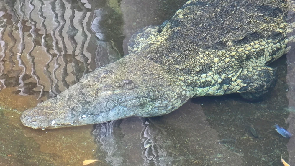 Image uploaded by Josh