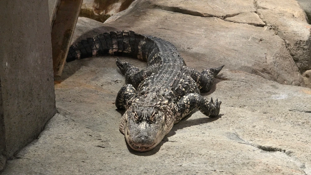 Image uploaded by Josh