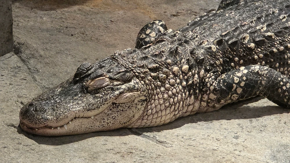 Image uploaded by Josh