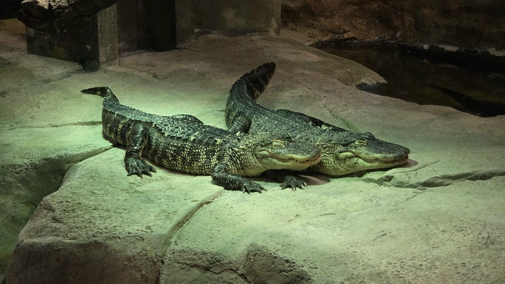 Image uploaded by Josh