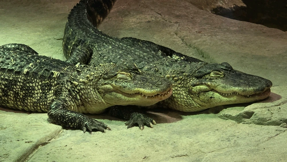 Image uploaded by Josh