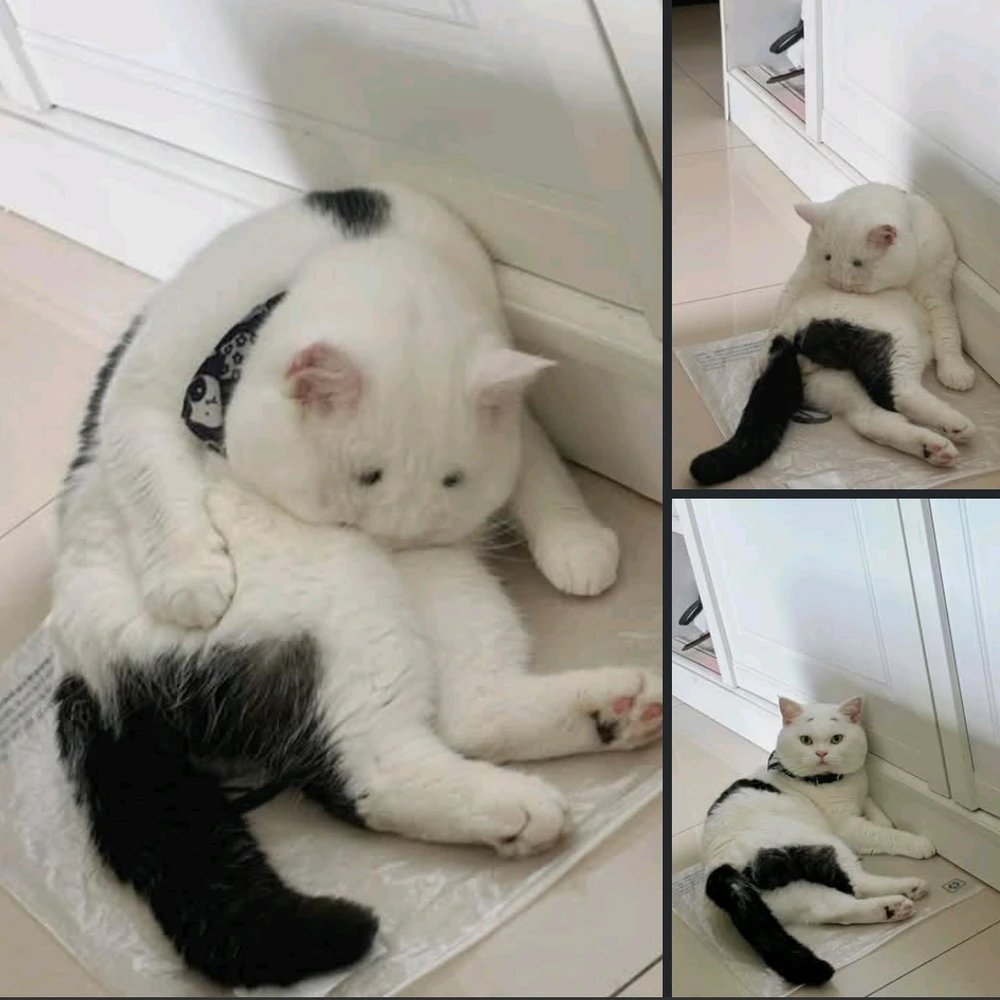 GIF dodany przez ᛊᚨᛚᚢᛏᛟᚱ ᛃᛖᛉᛖᛒᛖᛚ 𖤐