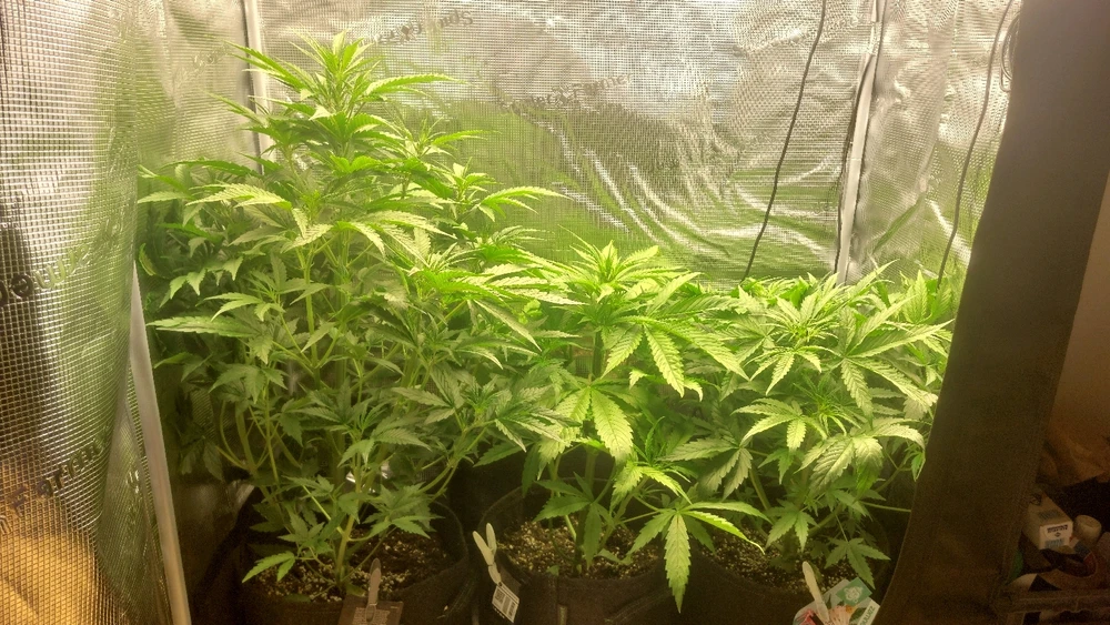 Start of week 5 and 3