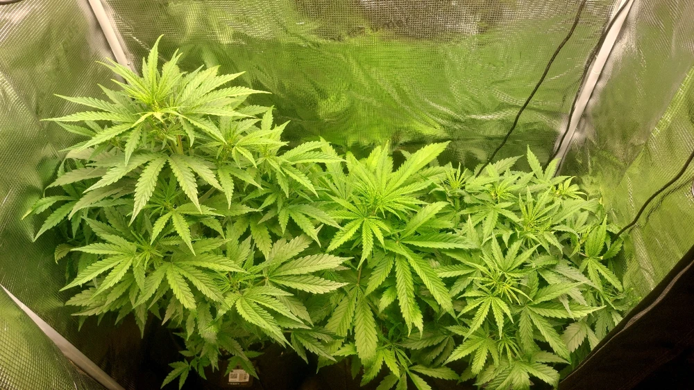 Start of week 5 and 3