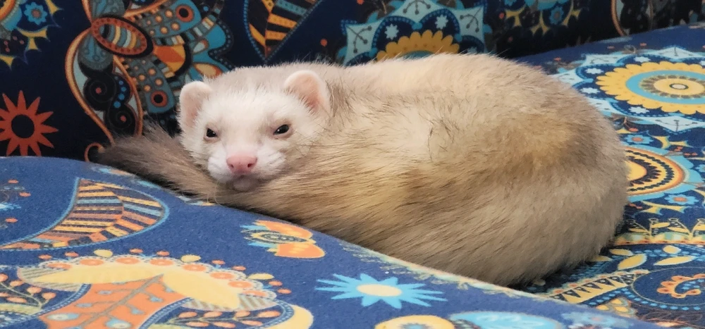 GIF uploaded by Ricardo