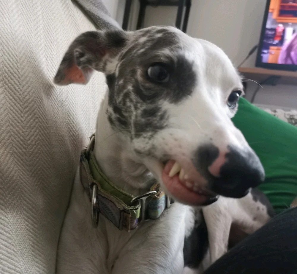 GIF uploaded by Lena