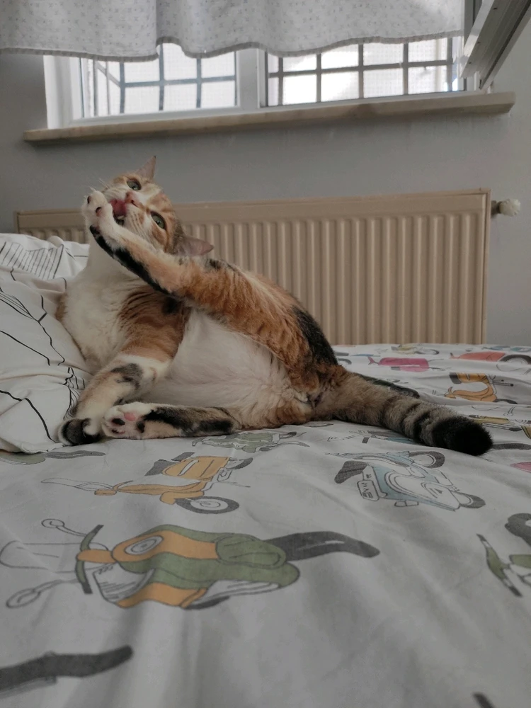 GIF gi-upload ni bealtaine