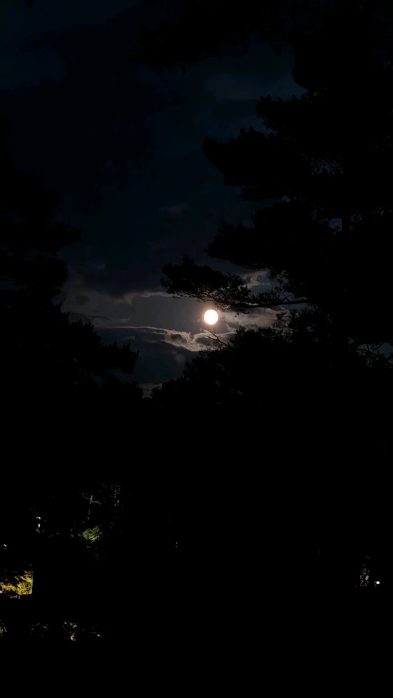 GIF uppladdad av Petter