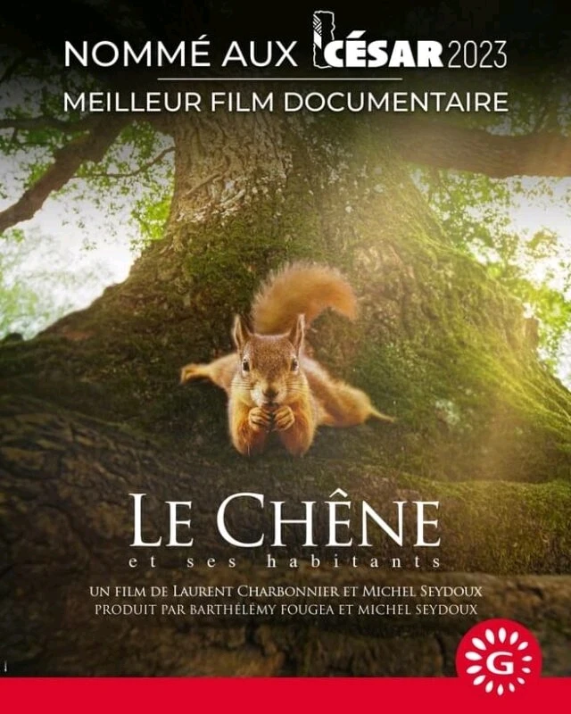 Le chêne 🌳
