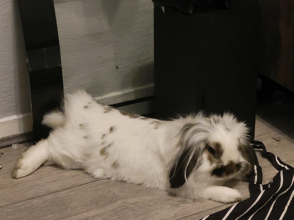 GIF uploaded by Jayden ys