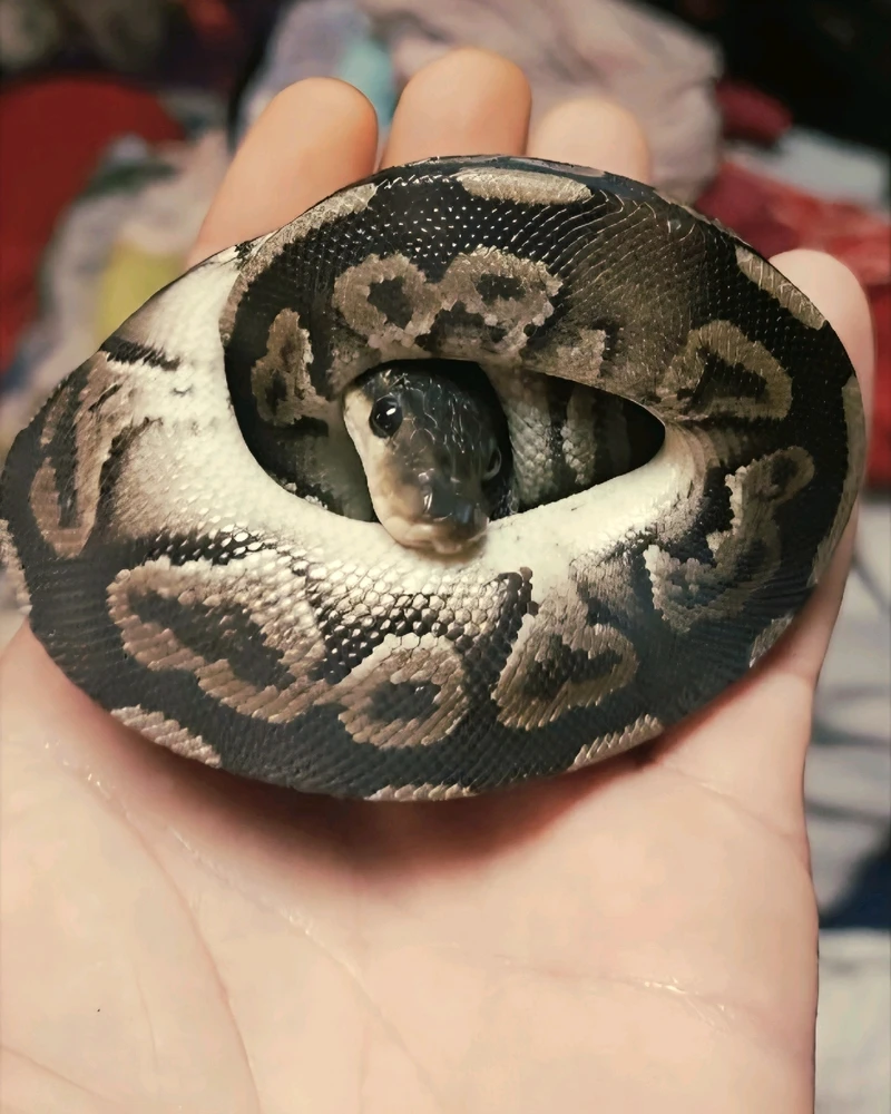 GIF uploaded by Chantelle