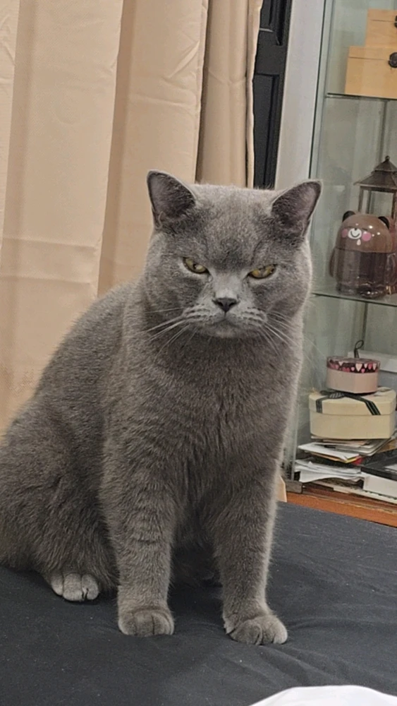 Vivy上传的GIF