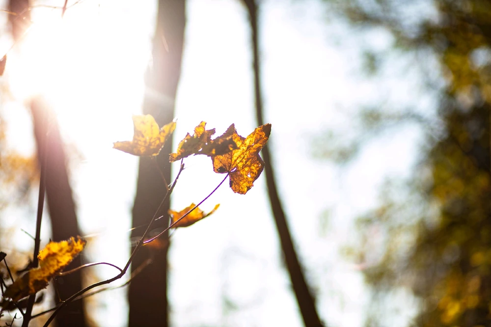 GIF hochgeladen von Mischa