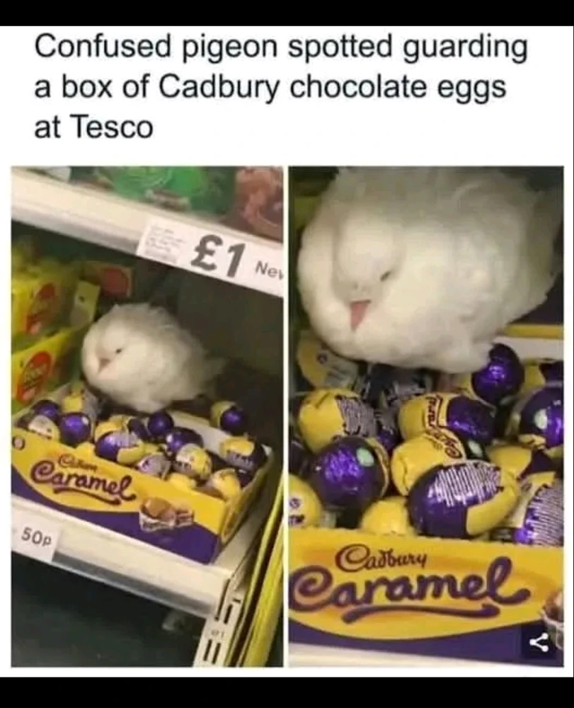 GIF hochgeladen von Sid