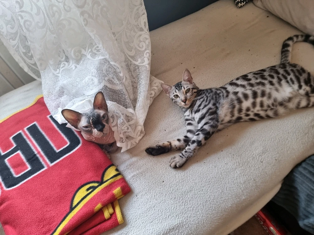 GIF uploaded by Kristóf