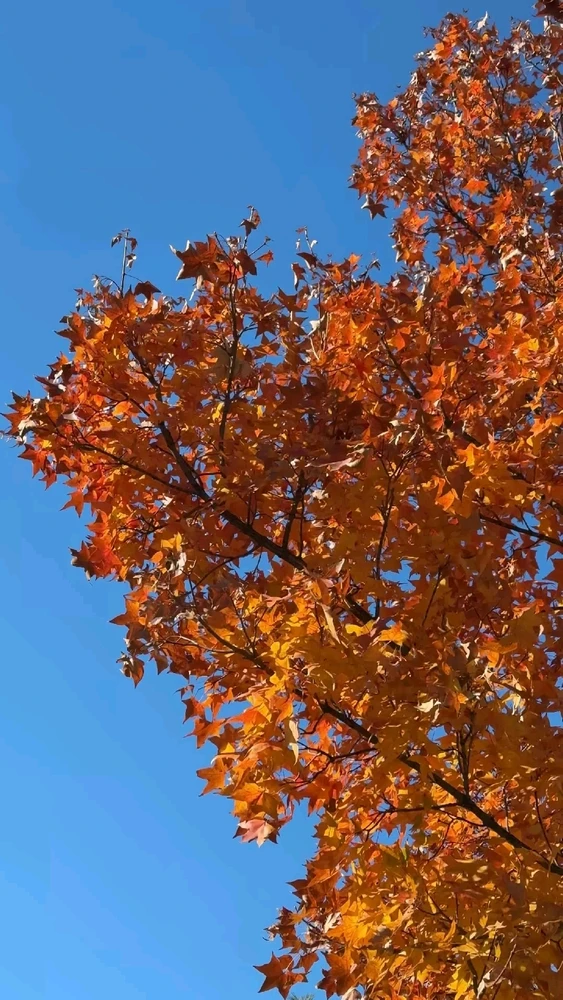 GIF uploaded by ꨄ𝐃ꨄ