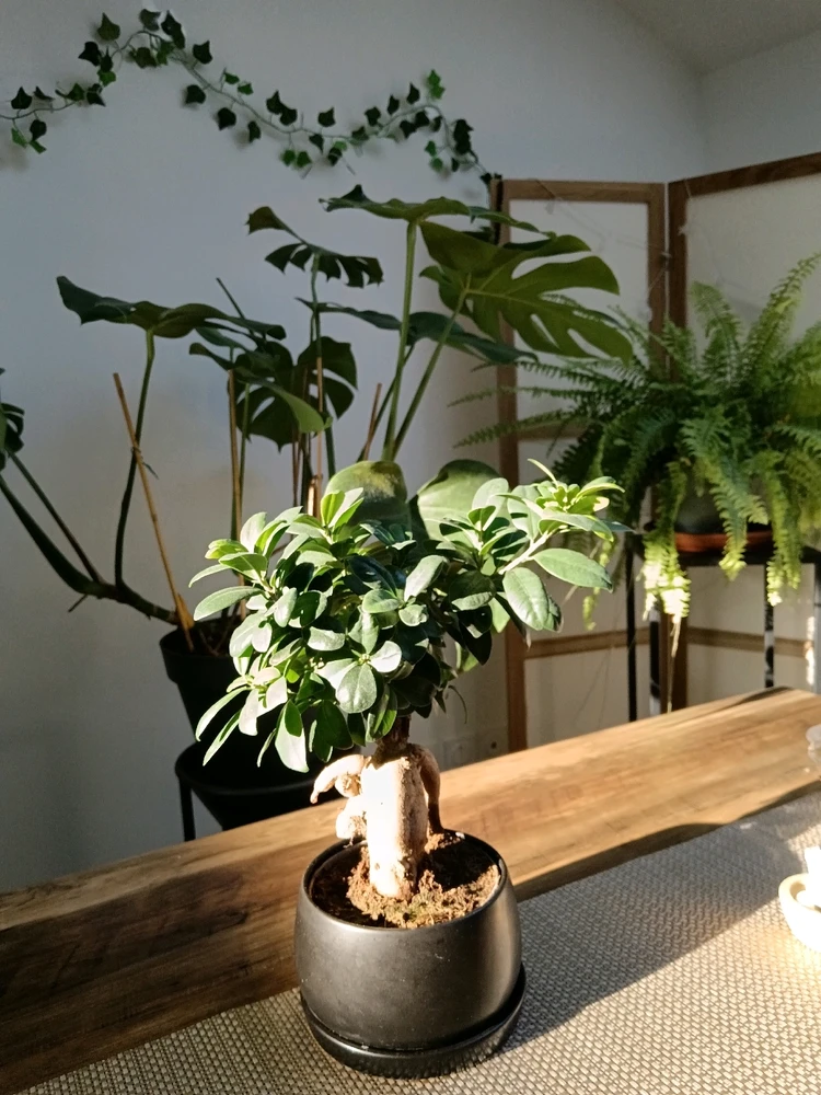 GIF ajouté par Saffiya