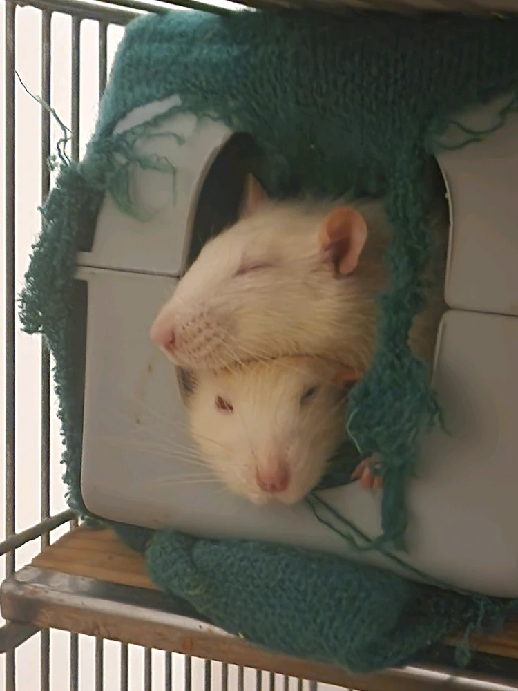 GIF subido por qiann