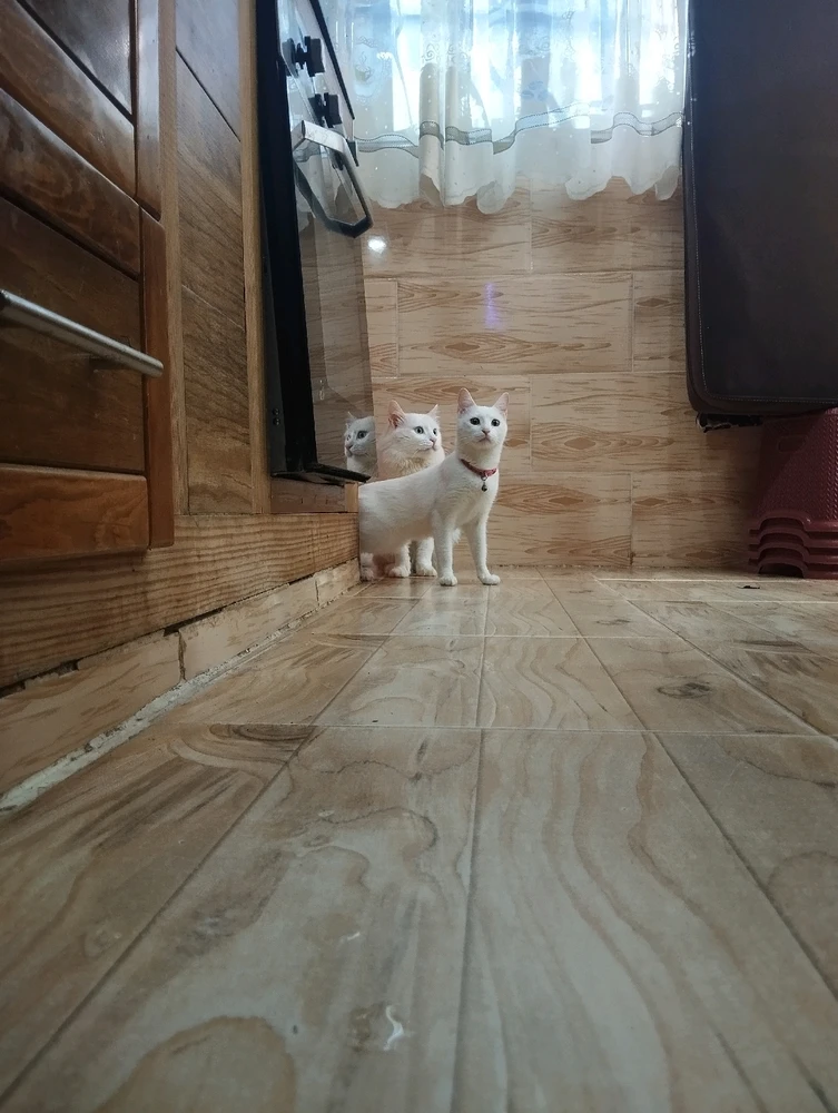GIF tso los ntawm Kun iheb