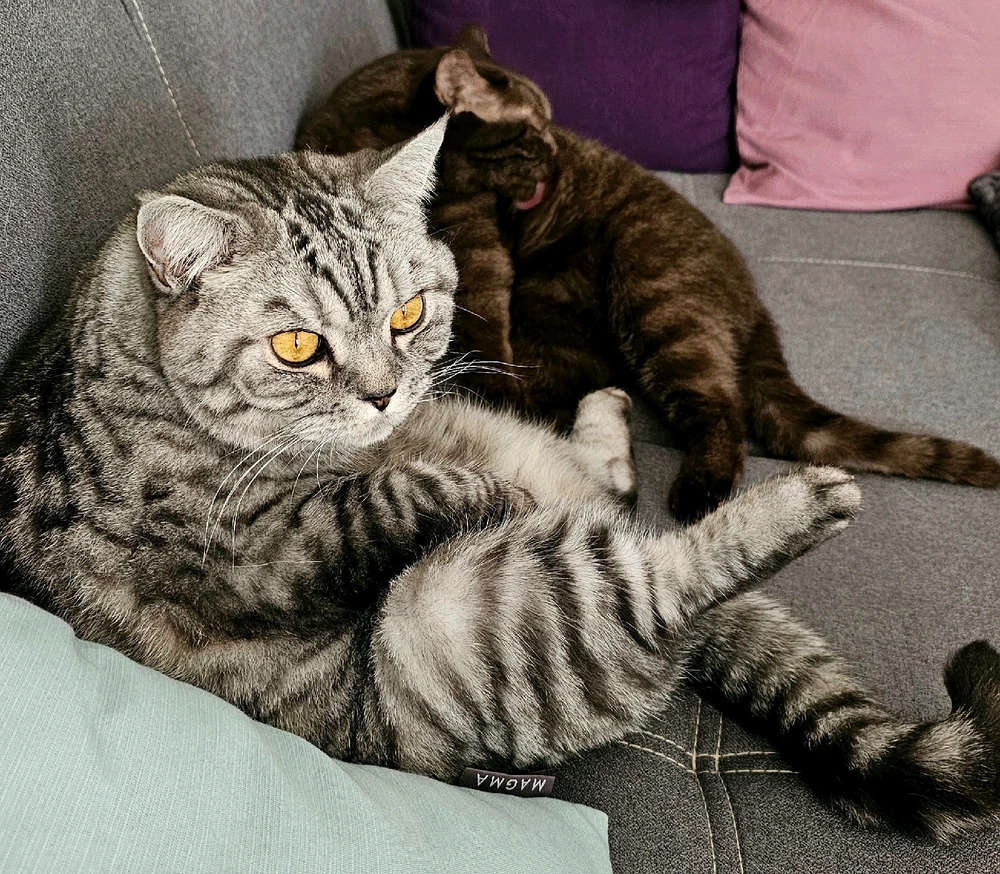 GIF hochgeladen von 𝕁𝕖𝕤𝕤𝕚𝕔𝕒