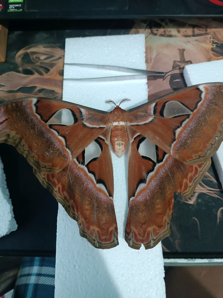 GIF uploaded by Gerard