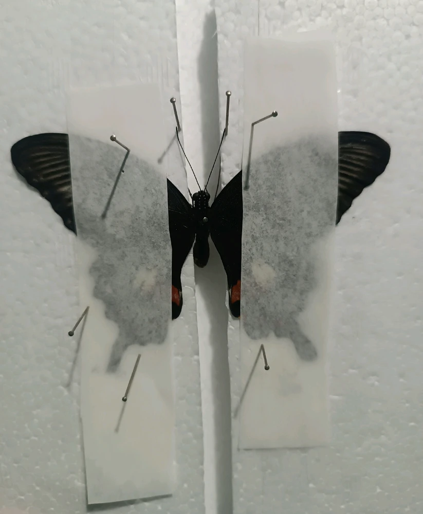 GIF uploaded by Gerard