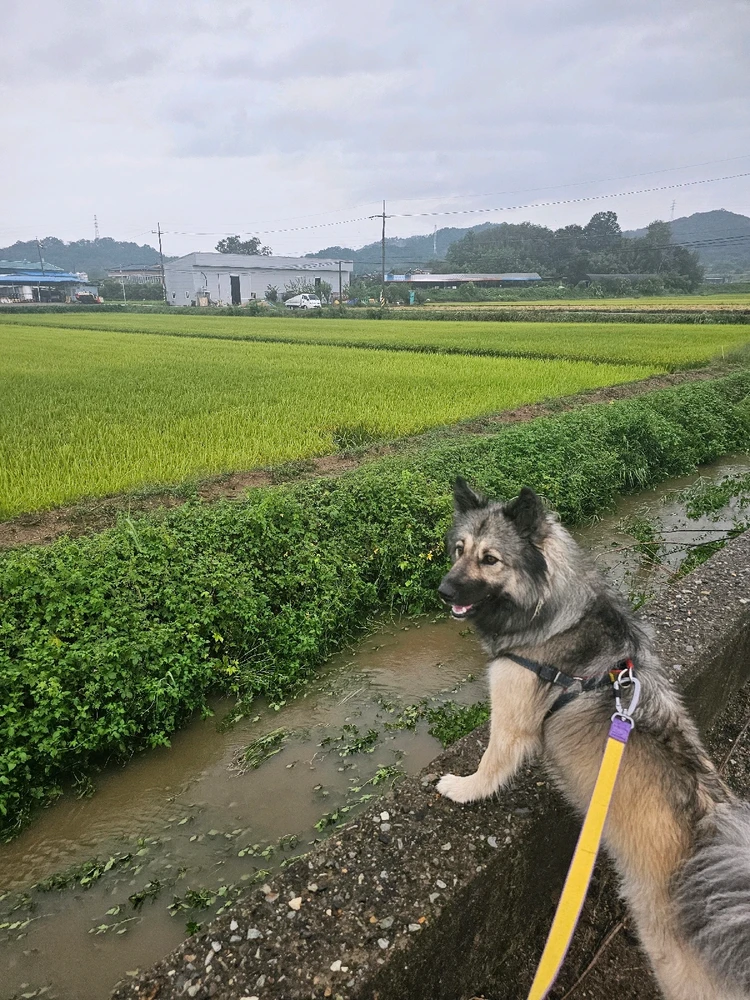 Чой님이 올린 사진