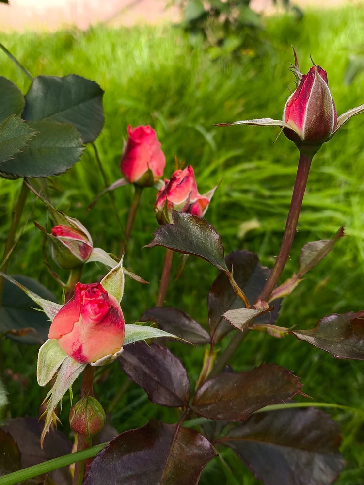 Фото загрузил Юлия