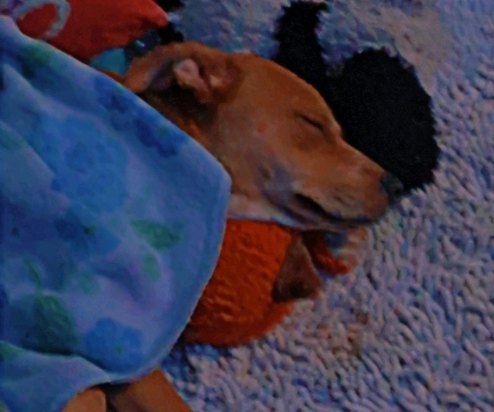 GIF uploaded by ÌtssĞűňňěř🤙🤴