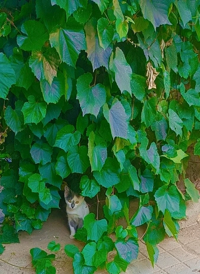 GIF uploaded by Maggie