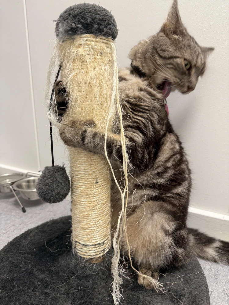 GIF uploadet af Devin