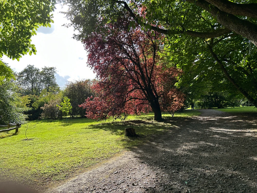 Freue mich schon auf den Herbst, wenn alles bunt ist.