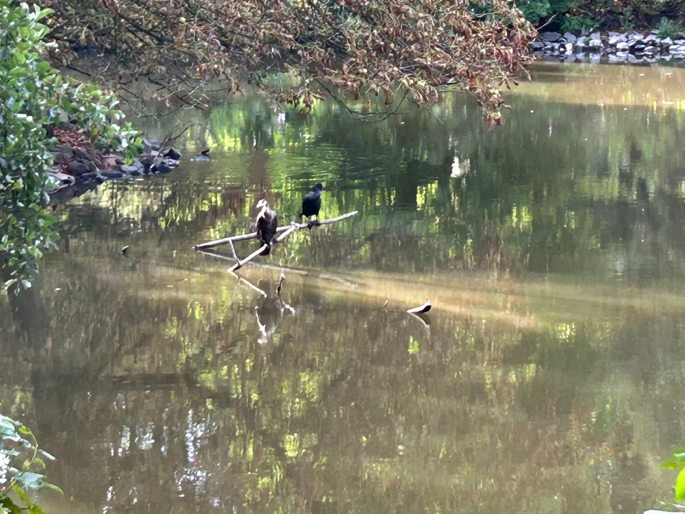 Und wie immer sind etliche Tiere im Park unterwegs.